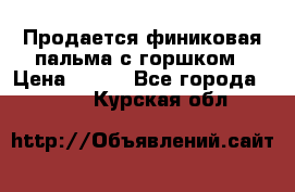 Продается финиковая пальма с горшком › Цена ­ 600 - Все города  »    . Курская обл.